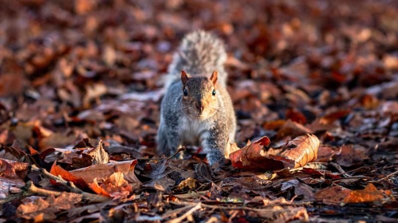 Szürke, borongós idő uralkodik Fejér megyében, ahol a melegfronti hatások rányomták bélyegüket a napra. Az enyhe légmozgás és a felhők sűrűsége megnehezítette a szabadban töltött órák örömét.