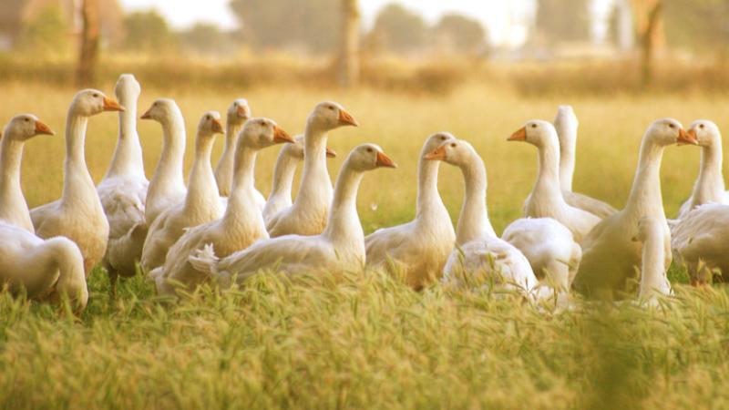 Ismét felütötte a fejét a halálos vírus Franciaországban: újabb fertőzött eseteket regisztráltak - Agrárszektor