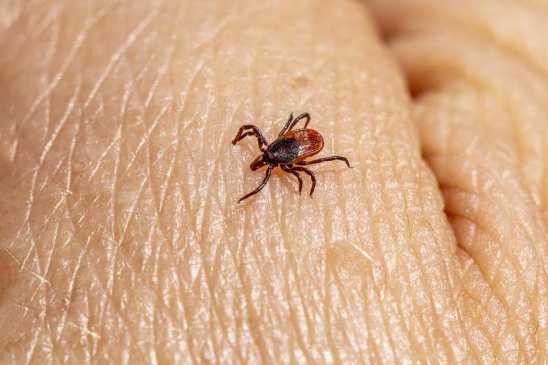 Kezdetét vette a kullancsszezon, és fontos, hogy odafigyeljünk néhány lényeges dologra. Az év ezen időszakában, amikor a természet éledezik, a kullancsok is aktívabbá válnak, így érdemes tudatosan védekezni ellenük. Érdemes megismerni a kullancsok életcik