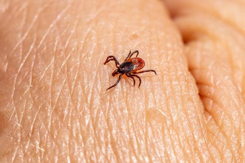 A kullancs-csípés komoly veszélyeket rejthet magában | Székelyhon

A kullancsok által terjesztett betegségek fokozott figyelmet igényelnek, hiszen a csípésük után súlyos következményekkel is szembesülhetünk. Az érintett területeken való tartózkodás során 