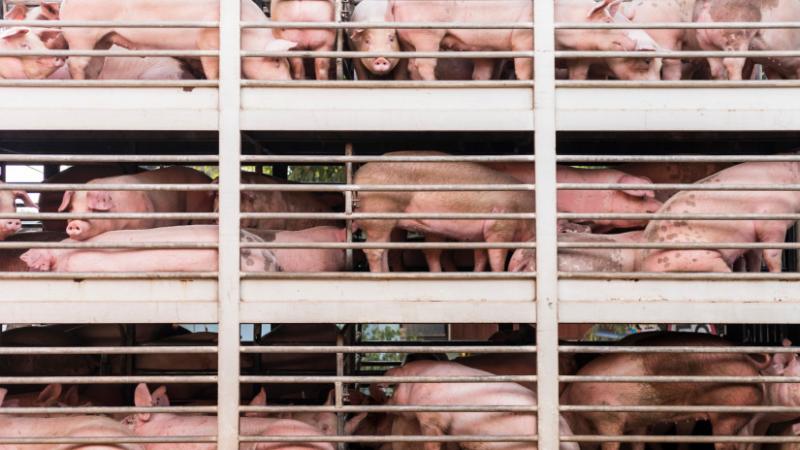 A járvány és a szigorú intézkedések mély nyomot hagytak Magyarországon. Az agrárium helyzete drámai változásokon ment keresztül, amelyek hatása érzékelhető az egész gazdaságban.