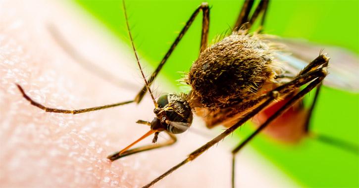 A filariázis, más néven filariasis, egy parazitás betegség, amelyet fonálférgek, különösen a filaria nemzetségbe tartozó fajok okoznak. Ezen paraziták terjedése általában szúnyogok révén történik, amelyek a fertőzött egyedektől veszik át a lárvákat, majd 