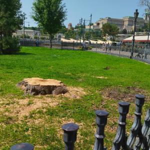 Volt egy hatalmas fa, mostanra viszont már csak emlék maradt belőle: az állami ünnep kapcsán döntöttek a Vigadó tér impozáns óriásának kivágásáról.