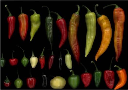 Ez a paprika minden eddigi csúcsot megdönthet – de ki az, aki vállalja a kihívást, és belevág a kóstolásba?