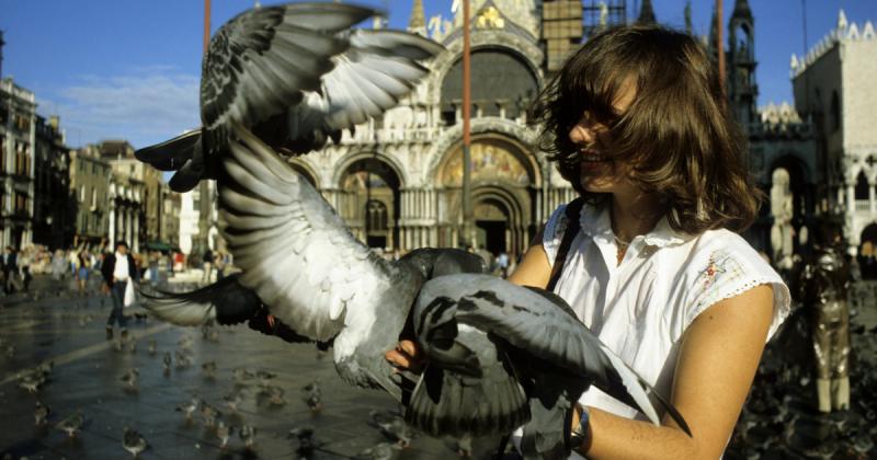 A galambgyár egy különleges hely, ahol a városi élet zajától távol, a béke és a nyugalom szigetévé változik. Itt a galambok nem csupán postásmadarak, hanem a város szimbolikus hírnökei is. A gyár falai között a madarak különböző fajtái találkoznak, mindeg