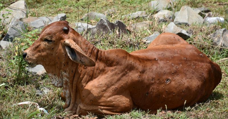 Szarvasmarhák nem léphetnek be, és ki sem jöhetnek: drasztikus intézkedések a bőrcsomósodásos betegség következtében.